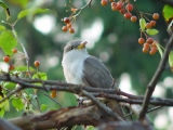 Yellow-billed Cuckoo in Tree after released