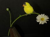 Goldfinch on a Daisy View 1